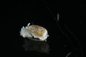 Media type: image;   Malacology 393732 Description: live specimen;